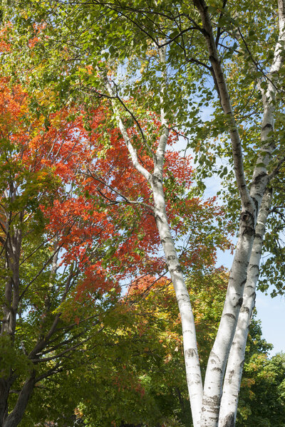 White bark of silver birch reaching into the tree top and bright colors of fall foliage.