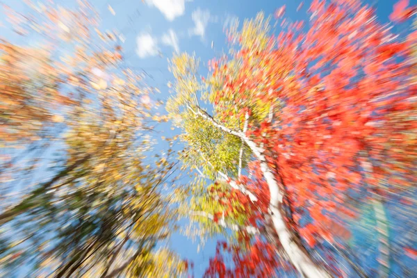 Zoom Bewegingsvervaging effect berkenbomen in de herfst, Maine. — Stockfoto