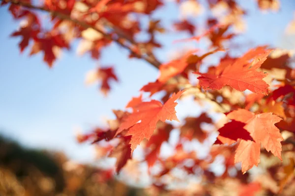 Herfstbladeren — Stockfoto