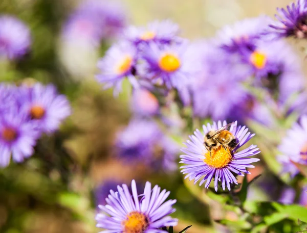 Biet samlar pollen på lila aster blomma. — Stockfoto