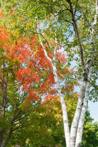 Stämme weißer Birken und Herbstblätter. — Stockfoto