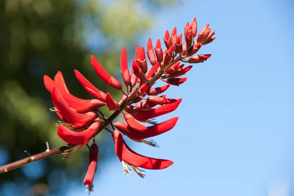 Closeup red flower defocused background. — Stock Photo, Image