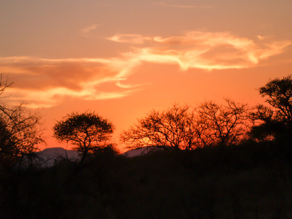 Silhouette landscape under golden sky of South African sunset.