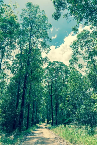 Grusvägen leder genom eukalyptus träd vintage stil bild. — Stockfoto