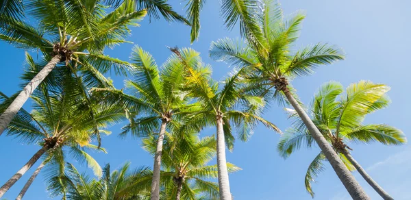 Palm träd bild. — Stockfoto