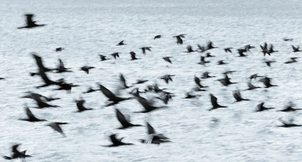 Flyg av Storskarven — Stockfoto