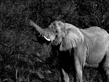 Afrika fili çalılıklarda besleniyor ve ortama karışıyor..