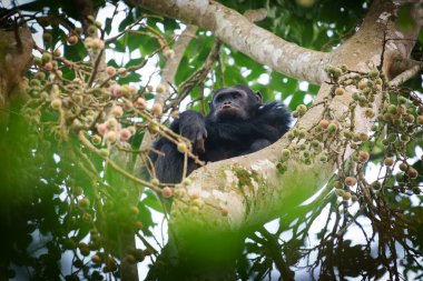 Chimpanzee or Homonyms Pan troglodytes high in fig tree gorging himself on fruit in Nyungwe National Forest Rwanda.