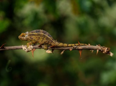 Rudis ya da bukalemun, yanardağ ulusal parkının Ruanda bölgesinde dikenler ve kamuflajla korunan acı elma çalılarının üzerinde..
