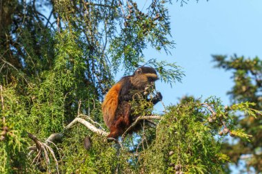 Altın maymun veya Cercopithecus kandti, Ulusal Volkan Parkı Ruanda 'da selvi ağacının yapraklarıyla besleniyor..