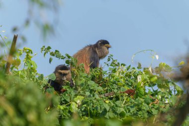 Altın maymun veya Cercopithecus Kandti Rwanda 'da mavi gökyüzünün altında sarmaşığın tepesinde