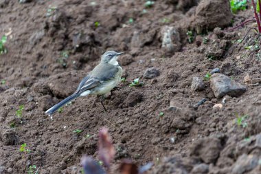 Cape Wagtail veya Motacilla capensis, Ingagi Park View Lodge, Kinigi, Ruanda 'da yiyecek arıyor.