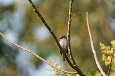 Afrikalı Dusky Flycatcher veya Muscicapa adusta Ingagi Park View Lodge, Kinigi, Ruanda Bahçelerinde.