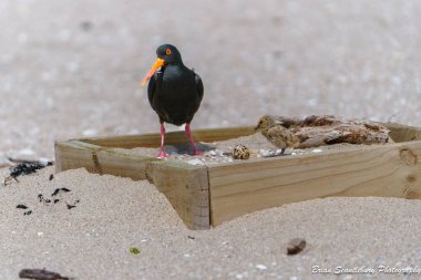 Tauranga Yeni Zelanda 'nın Maunganui Dağı' ndaki ana plajda siyah ve turuncu değişken bir istiridye avcısı ya da Haematopus unicolor..