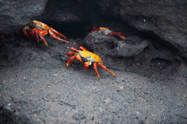 Galapagos Adaları 'ndaki kayalar arasında parlak renkli Sally hafif-ayak veya çim yengeci.