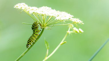 Kırlangıç tırtıl ya da Papilio machaon britannicus favori yemek sapı üzerinde yaban havucu ya da Kraliçe Anne 'in Çiftlik Koruma Merkezi Norfolk İngiltere' deki Danteli..