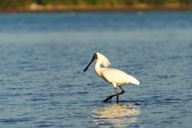 Beyaz kraliyet kaşık faturası ya da Platalea rejimi Tauranga limanındaki sığ sularda tüyler üretiyor..