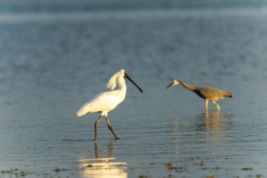 Beyaz kraliyet kaşığı ya da Platalea rejimi Tauranga limanında sığ yerlerde tüyler üretiyor ve arka planda beyaz yüzlü balıkçıl var..