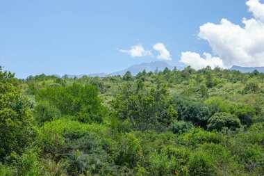Arusha Ulusal Parkı Tanzanya 'da lüks yağmur ormanları.