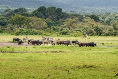 Tipik Afrika manzarası. Bufalo sürüleri ve zürafa ailesi Serengeti düzlüklerinde oturuyor..