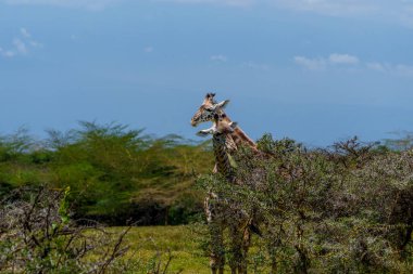 Tanzanya 'daki zürafa ya da zürafa tippelskirchi Arusha Ulusal Parkı' ndaki akasya dikenlerinin etrafındaki yaprakları kazıyarak beslenir..