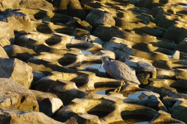 Beyaz önlü deniz kestanesi ya da Egretta novaehollandiae güneş doğarken Tauranga 'daki deniz kabuklarının üzerinde sinsice dolaşıyor..