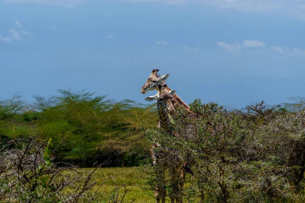 Tanzanya 'daki zürafa ya da zürafa tippelskirchi Arusha Ulusal Parkı' ndaki akasya dikenlerinin etrafındaki yaprakları kazıyarak beslenir..