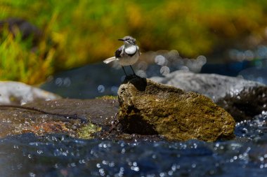 Arusha Ulusal Parkı, Tanzanya 'daki dere kenarındaki Dağ Kuyruklu Kuş veya Motacilla Clara.