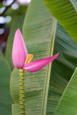 Çiçekli muz ya da Musa ornata palmiyesinde yeşil yapraklara ya da Tanzanya 'da yapraklara karşı küçük meyveler.
