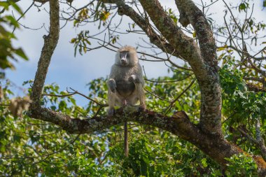 Erkek zeytin babunu veya Arusha Bölgesi Tanzanya 'da önde oturan Papio anubis.