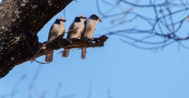 Üç yetişkin beyaz popolu Shrike veya Eurocephalus ruppelli kuşları yukarıda bir dalda toplandılar. Tanzanya 'da.