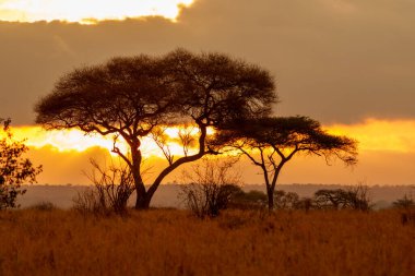 Tarangire Ulusal Parkı, Tanzanya 'daki dramatik manzarada gün doğumuna kadar ovaların karşısındaki ağaçlar ışıkla aydınlanır..