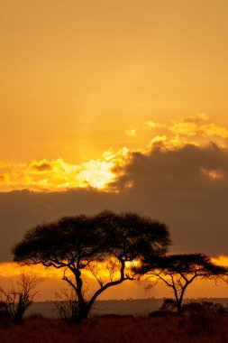 Tarangire Ulusal Parkı, Tanzanya 'daki dramatik manzarada gün doğumuna kadar ovaların karşısındaki ağaçlar ışıkla aydınlanır..