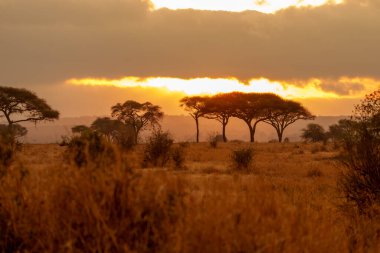 Tarangire Ulusal Parkı, Tanzanya 'daki dramatik manzarada gün doğumuna kadar ovaların karşısındaki ağaçlar ışıkla aydınlanır..