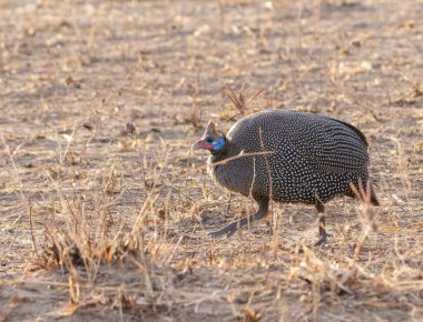 Miğferli Guineafowl (Numida meleagris) düşük sabah ışığında kuru topraklarda kaşınıyor.