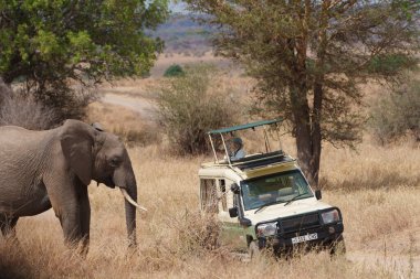 Tarangire Ulusal Parkı Tanzanya - Tarangire Ulusal Parkı Tanzanya 'da fil geçerken üstü açılıp safari yapan 4wd safari aracı.