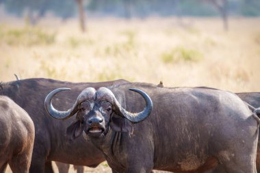 Tarangire Ulusal Parkı Tanzanya 'daki Toprakta Uzun Kuyruklu Mali (Lanius Cabanisi) Grubu.