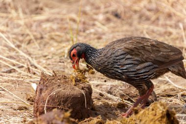 Tarangire Ulusal Parkı 'nda böcek aramak için fil dışkısı yığınını ayırarak kırmızı boyunlu mahmuzkuşu (Pternistis afer) ya da francolin beslemesi. Tanzanya 'da.
