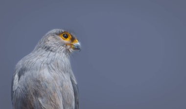Bir Gri Kerkenez (Falco ardosiaceus), Tarangire Ulusal Parkı 'ndaki çıplak ölü ağacın tepesine tünemiş, şahin ailesine ait bir Afrika yırtıcı kuşunun portresi..