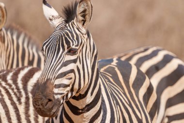 Zebra Düzlükleri (Equus quagga) birlikte Tarangire Ulusal Parkı Tanzanya 'da.