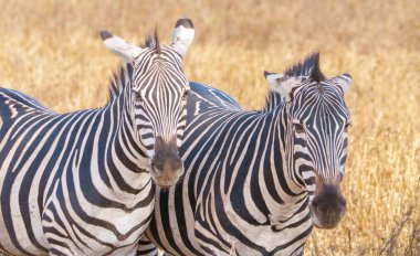 Plains zebra veya Equus quagga, Tanzanya 'daki Savannah Tarangire Ulusal Parkı' nın ön planında siyah beyaz çizgiler.