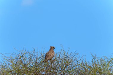 Kahverengi Yılan Kartalı (Circaetus cinereus) profil portresi koyu kahverengi tüylü ve altın gözlü Tarangire Ulusal Parkı, Tanzanya.
