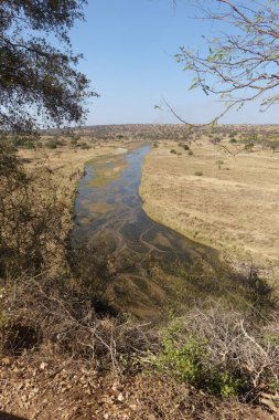 Tarangire Nehri, Tarangire Ulusal Parkı savanasında akan kurak mevsimde birçok yaşam için bir su kaynağı..