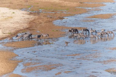 Tarangire Nehri, kurak mevsimde Ulusal Park 'ta pek çok yaşam için bir su kaynağı haline gelir ve Grant' in zebrasından (Equus quagga boehmi) sığ nehir geçidini geçerek hayvanları cezbeder..