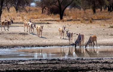 Tanzanya 'daki Tarangire Ulusal Parkı' ndaki çamurlu su birikintisine uzanan antilop hattı (Taurotragus antilobu)..