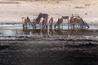 Tanzanya 'daki Tarangire Ulusal Parkı' ndaki çamurlu su birikintisinde (Taurotragus antilobu).
