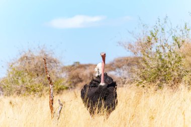 Bir erkek devekuşu olan Maasai devekuşu (Struth io camelus massaicus), Tarangire Ulusal Parkı 'ndaki Tanzanya Ulusal Parkı' nda parlak kırmızı çiftleşme mevsimi boynu sergiliyor..