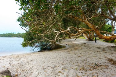 Ainsworth Gölü 'nün tepesinde asılı ağaçlar koyu tenli suyuyla bilinen küçük bir tatlı su çay ağacı gölüdür..