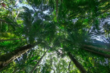 Uyarı Dağı 'nın doğal koyu yeşil tonlarında yağmur ormanı çevre ağaçları gökyüzüne doğru yaklaşıyor..