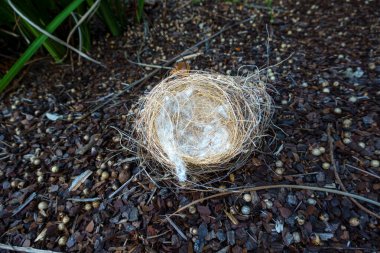 Yerde yumuşak beyaz tüylerle kaplı boş bir yuva..